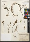 Foto von Salix reptans Rupr.